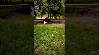 Голуби всех мастей️