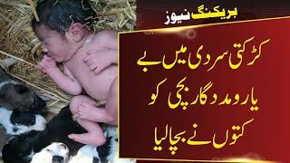 Dog save life of child | Dani Tv Urdu