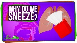 Why Do We Sneeze?