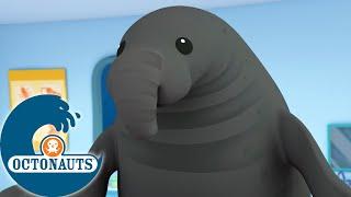 Octonauts -  L'énorme éléphant de mer  | Dessins animés pour enfants