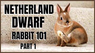 Netherland Dwarf Rabbit 101: Part 1