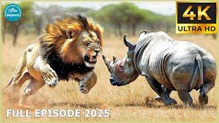 Savage Rhino Attacks: When Giants Clash in the Wild! | Animal Documentary