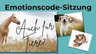 Emotionscode-Sitzung  - Auch für Tiere?