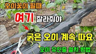 오이에 꽃이 필때 여기 잘라주고 이것만 해주면 굵은 오이 수확합니다 오이유인줄 설치방법 #오이농사
