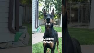 Its All About Me #dog #funny #puppy #doberman #dobermanpinschers #dobermanpuppy #dogsfunny