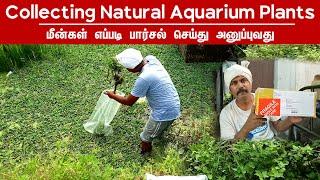 Collecting Aquarium plants and live fish | Vedha Fish FaRM