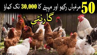50 Golden Misri Murgi sy Daily Profit | 50 golden Misri feasibility #poultry