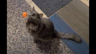 watch - cats entertained about the house w/ball on a string - for cat fun video entertainment