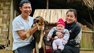 Dad and baby design a house for the dog to keep warm - harvest giant taro for sale | Daily life