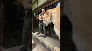 The worlds largest cat. Guinness, book of world records three times.  Liger MyrtleBeachSafari