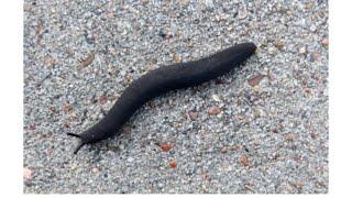 Invasive Slug! Black Velvet Leatherleaf Slug 