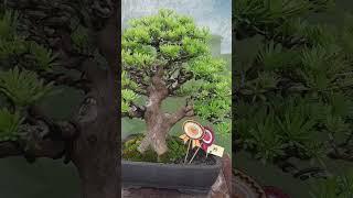 Bonsai Lohansung Best Ten