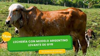 Lechería con modelo Argentino: Levante de GYR- TvAgro por Juan Gonzalo Angel Restrepo