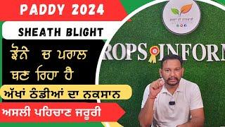 ਝੋਨੇ ਚ ਪਰਾਲ ਬਣਦਾ Paddy Sheath blight control and detection