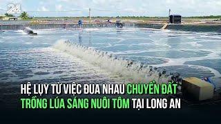 Hệ lụy từ việc đua nhau chuyển đất trồng lúa sáng nuôi tôm tại Long An | VTV24