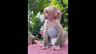 #charminglymonkey #cuteanimal #awesomemonkey #adorablelittlemonkey #cute #cutemonkey#lovelymonkey