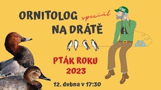 Ornitolog na drátě - Pták roku 2023 polák velký