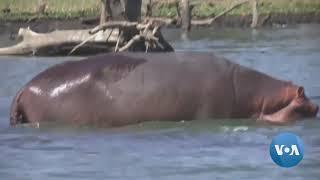 Africa’s Lakes and Rivers Thrive on Hippo Dung