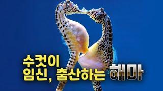 The male sea dragon carries the eggs in its abdomen and gives birth.