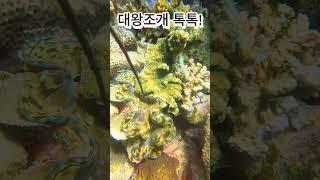 바다에서 대왕조개를 만나다 #scubadiving #fish #scuba #underwater #scubaworld #대왕조개 #조개  #물생활 #ocean #fishing