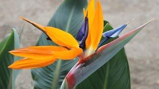 Strelitzia reginae - Bird of Paradise; Crane Flower