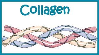 Collagen || Structure, classification, biosynthesis and clinical importance.