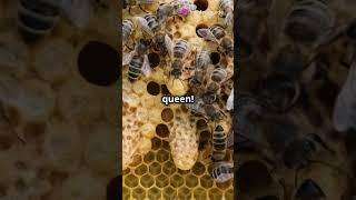 The Secret Life of a Queen Bee ! #biology #science #knowledge #shorts #shortsvideo #shortsfeed