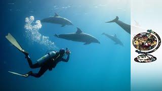 Drop in Egyptian Tourism Boosts Marine Wildlife