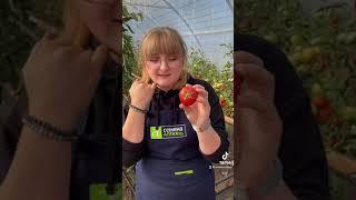 Сорт Кулёма #семена #сад #дача #семенаалтая #томаты