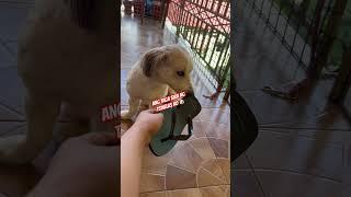 ANG TAGA SIRA NG TSINELAS KO  #dogslife #lifewithdogs #dog #poodlemixs