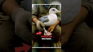 Ring Found on Seagull…