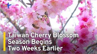Taiwan Cherry Blossom Season Begins Two Weeks Earlier | TaiwanPlus News