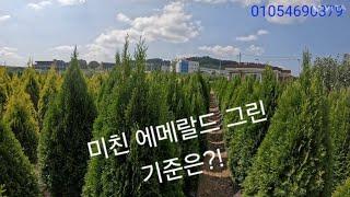 미친 에메랄드 그린의 기준은?!(대승묘목농원)