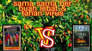 Cabe rawit VIRAL vs cabe rawit KALIBER