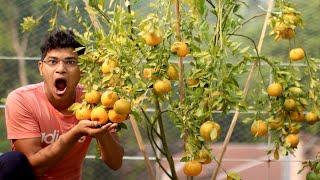 ১২ ইঞ্চি টবে ৫০+ মিষ্টি দার্জিলিং কমলালেবু | Sweet Orange in container | টবে কমলা লেবু চাষ