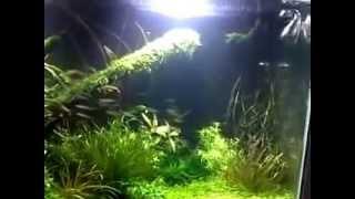 3ft aqua-scape with Rainbowfish (Iriatherina werneri) and Australian shrimp under LED lighting
