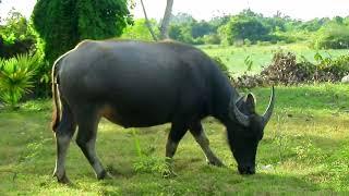 family buffalo are coming and eating