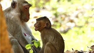 Mom Jane Discipline Baby Monkey Jody In Weaning Season. Baby Monkey Jody Yelling Sound Angry.