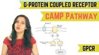 cAMP PATHWAY | G-PROTEIN COUPLED RECEPTOR (GPCR)