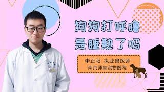 狗狗打呼嚕是睡熟了嗎