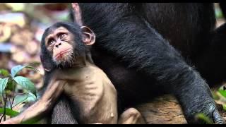 CHIMPANZEE - Oscar's extended family (clip)