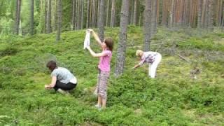 Drie generaties zijn aan het bosbessen plukken in Zweden