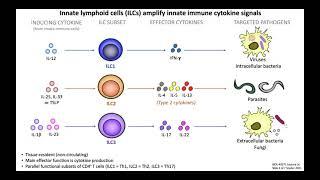 Lecture 3c: Innate Lymphoid Cells