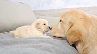 Golden Retriever Puppy Meets Brother Ten Times Older Than Him for First Time