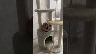 Передержка котов и кошек ️#мурино #девяткино #кошки #сфинкс