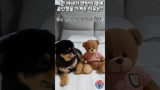 북한 아내가 연탄이 옆에 곰인형을 가져온 이유는? #shorts #블랙탄 #반려견 #곰인형 #윤설미