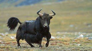 ДИКИЙ ЯК - огромный и очень агрессивный бык-скалолаз с шерстью козла и большими рогами!