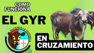 COMO FUNCIONA EL GYR EN CRUZAMIENTO?