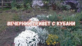 #477Вечерний привет с Кубани/цветы осени