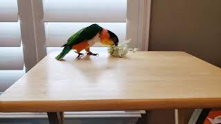 Izzy, the Caique, "sweeping" the table with a ball of paper and going in circles!!!